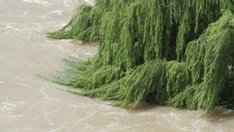 willow tree branches sway in fast current of flooding muddy river