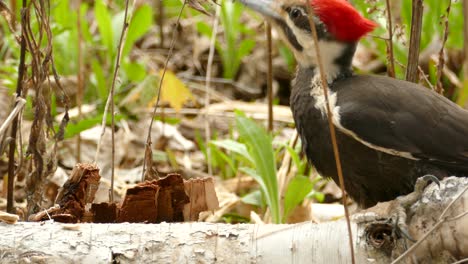 Pájaro-Carpintero-Perforando-Madera-De-árbol-Caído-En-Un-Bosque-En-Canadá