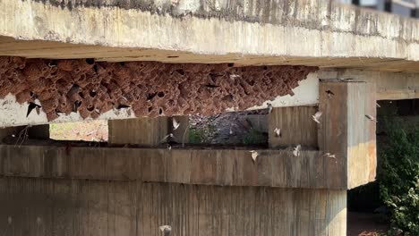 hundreds of cliff swallows live in upside down mud homes under the bridge