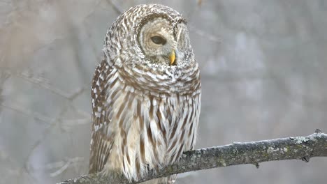 perfect owl shot turning head right towards camera and looking thru eyes