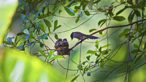 oriental pied fantail feeding chicks in the nest - low angle shot