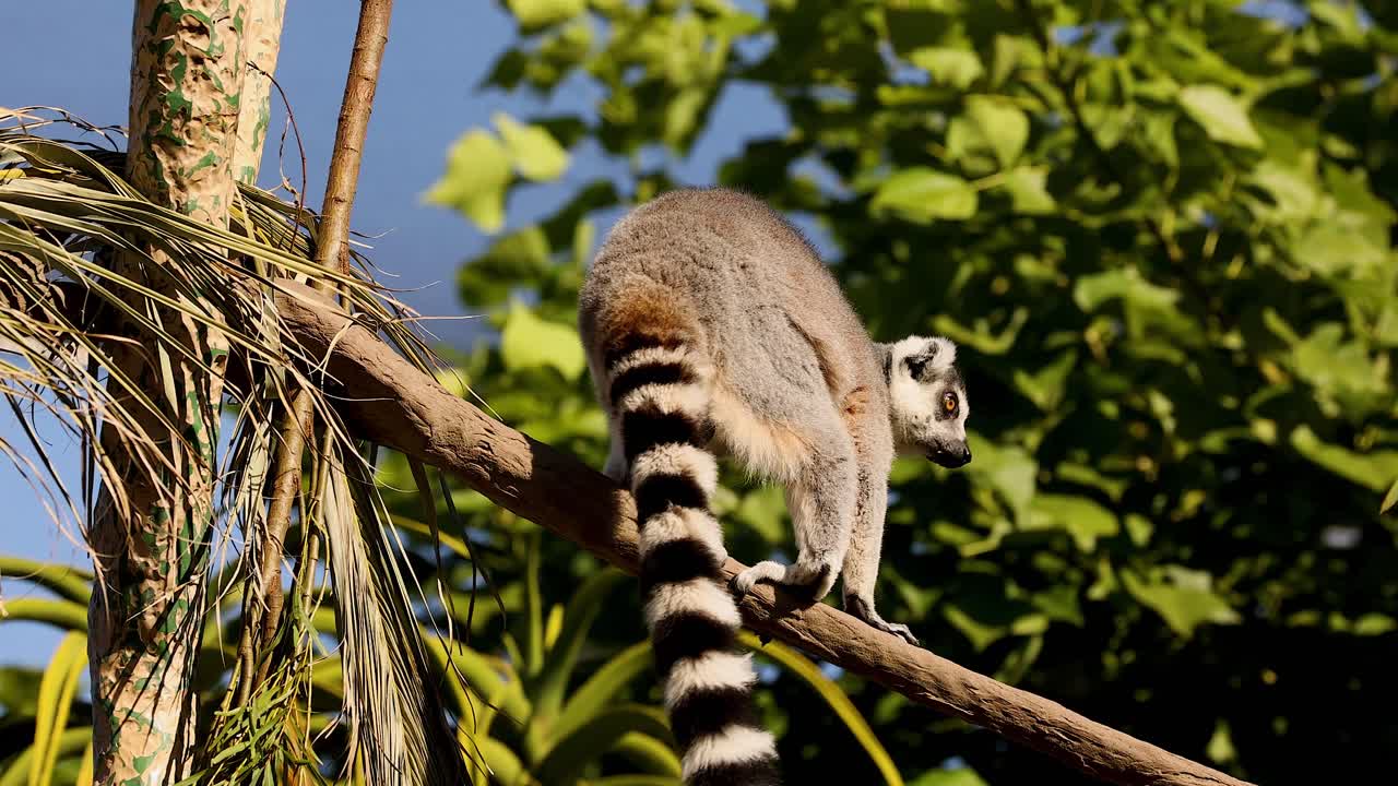 lémur trepando a la rama de un árbol en el recinto del zoológico