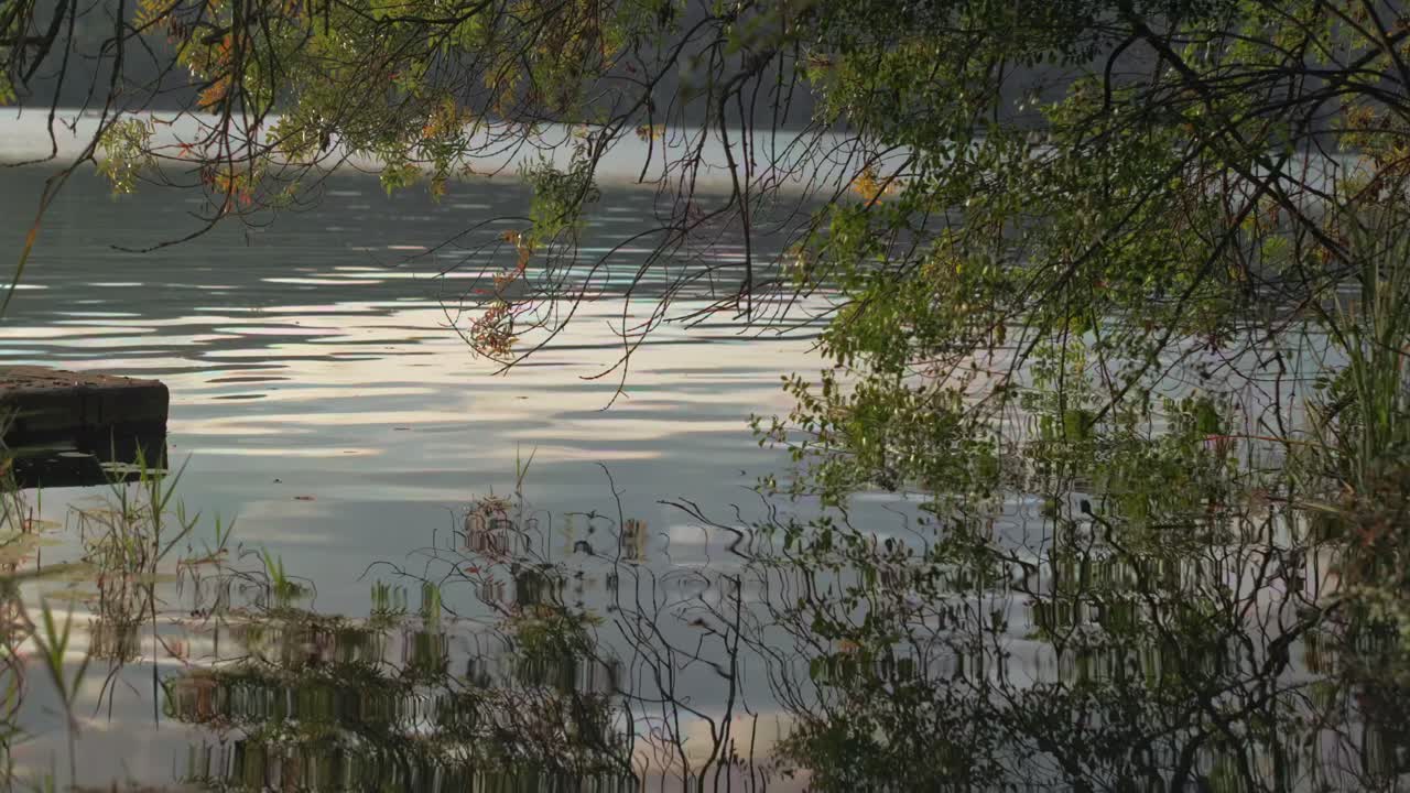 녹색 덤불과 호수 물을 가로질러 왼쪽으로 천천히 패닝하는 시네마틱 샷