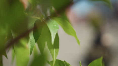 primer plano de hojas verdes balanceándose suavemente en el viento con un fondo suave y borroso, destacando texturas naturales y vegetación vibrante en un entorno urbano al aire libre