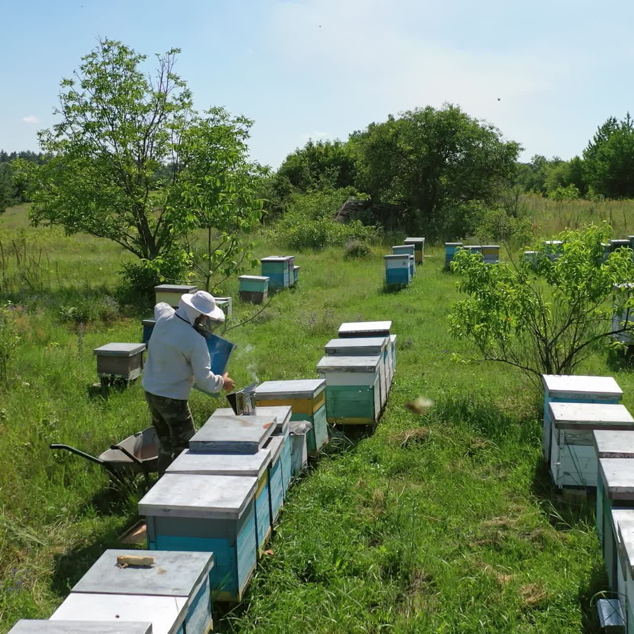 Apiary among green nature. Wooden beehives on grass. Beekeeper looking after bees on the apiary in summer. Bees flying over the hives.