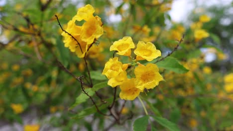 yellow flowers gently swaying in the wind.