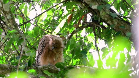 The-Buffy-Fish-Owl-is-a-big-owl-and-yet-the-smallest-among-the-four-Fish-Owls