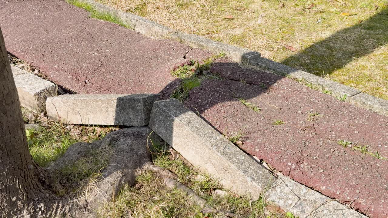 A slow panning shot reveals cracked red asphalt and displaced stone curbs beside a tree