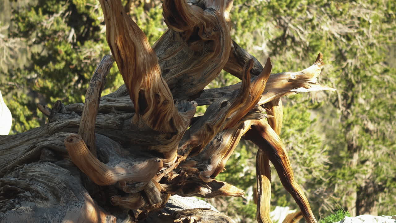 viejo tronco de árbol y ramas retorcidas vista de cerca en el antiguo bosque de pinos de bristlecone, california, américa