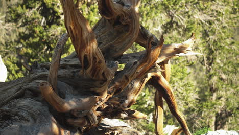 Old-tree-trunk-and-twisted-branches-view-from-close-in-ancient-bristlecone-pine-forest,-California,-America