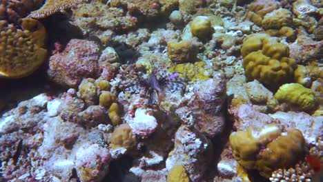 pterois radiata arrecife con una variedad de corales duros y blandos y peces tropicales. maldivas océano índico.