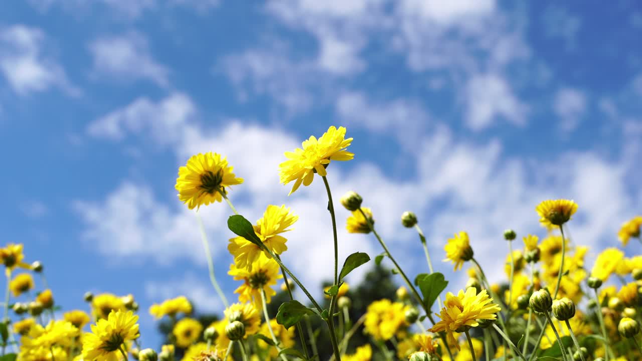 푸른 하늘과 함께 아름다운 chrysanthemum 노란 꽃 필드 구름 은 은 날