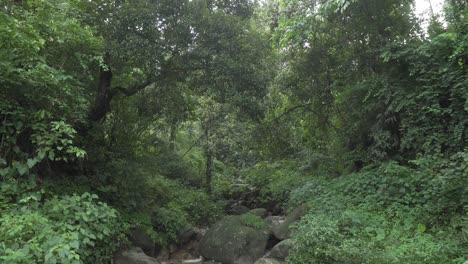 planta desconocida de tierra en la ladera de la colina