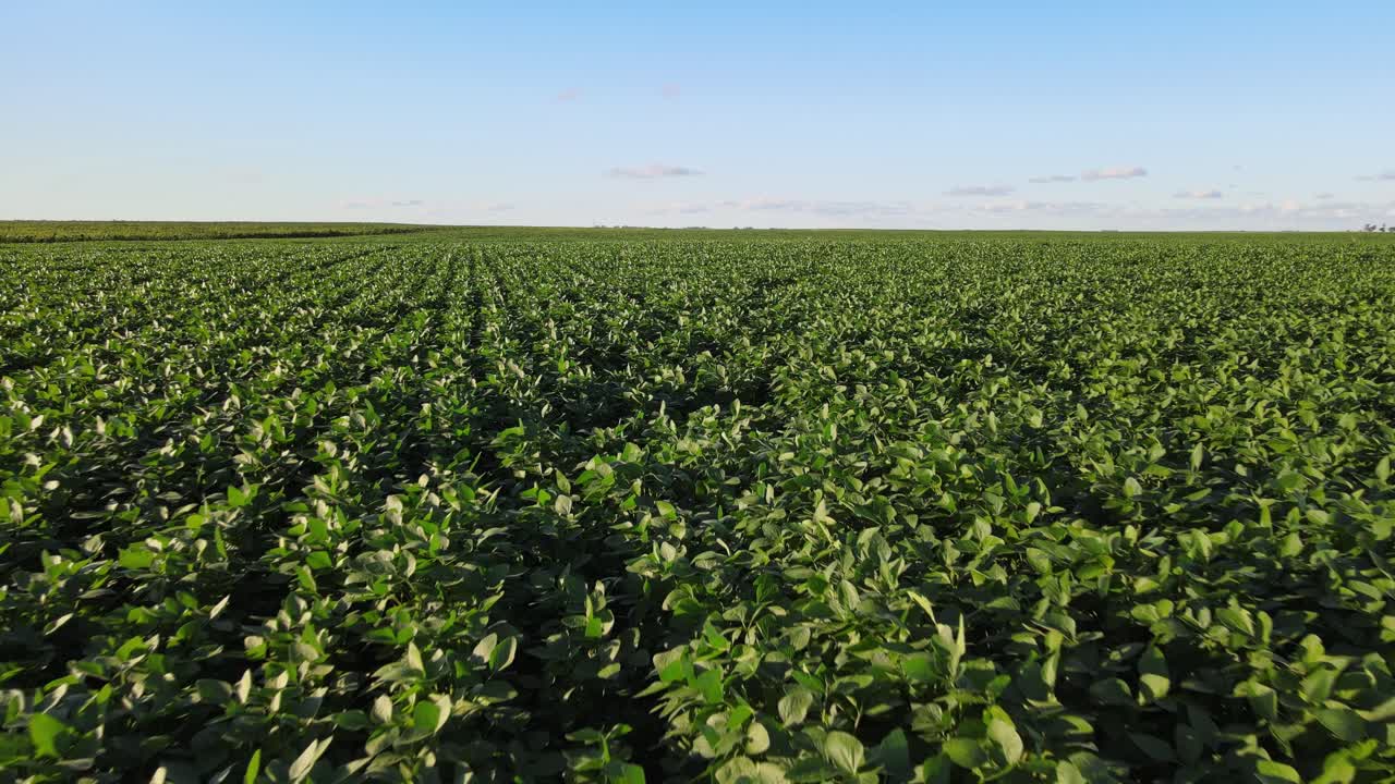 Sweeping Landscape Of Growing Soybean In The Fields At La Pampa Province, Argentina. Aerial Pullback Shot