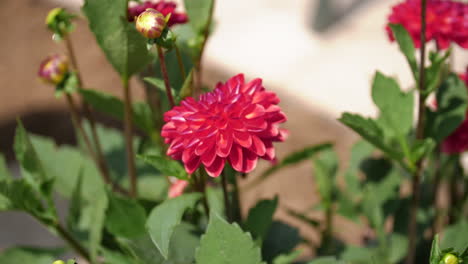 flores rojas en la olla en el jardín