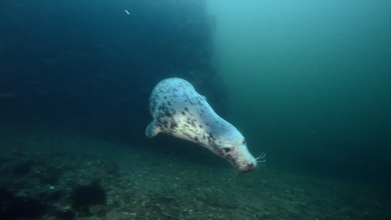 Curious grey seal underwater coming to check us out.