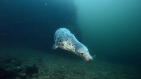 curious grey seal underwater coming to check us out.