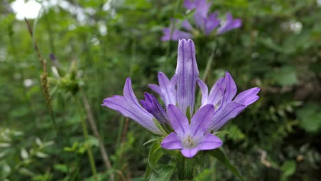 Violet-tongue-shaped-bellflower,-common-flower-in-the-mountains,-Southern-Europe
