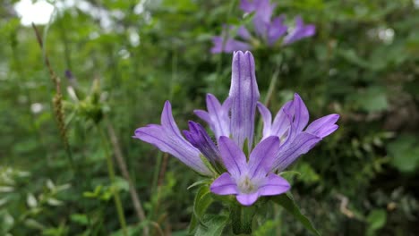 violet tongue shaped bellflower, common flower in the mountains, southern europe