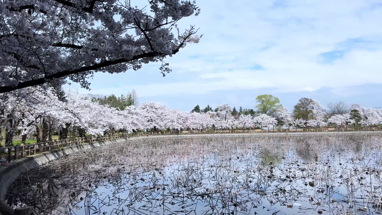 Cherry blossoms in full bloom around pond in Sakura Park, Aomori, peaceful spring view