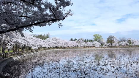 cherry blossoms in full bloom around pond in sakura park, aomori, peaceful spring view