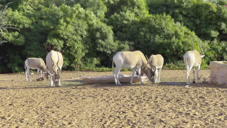 White-antelopes-sitting-in-a-group-near-green-vegetation