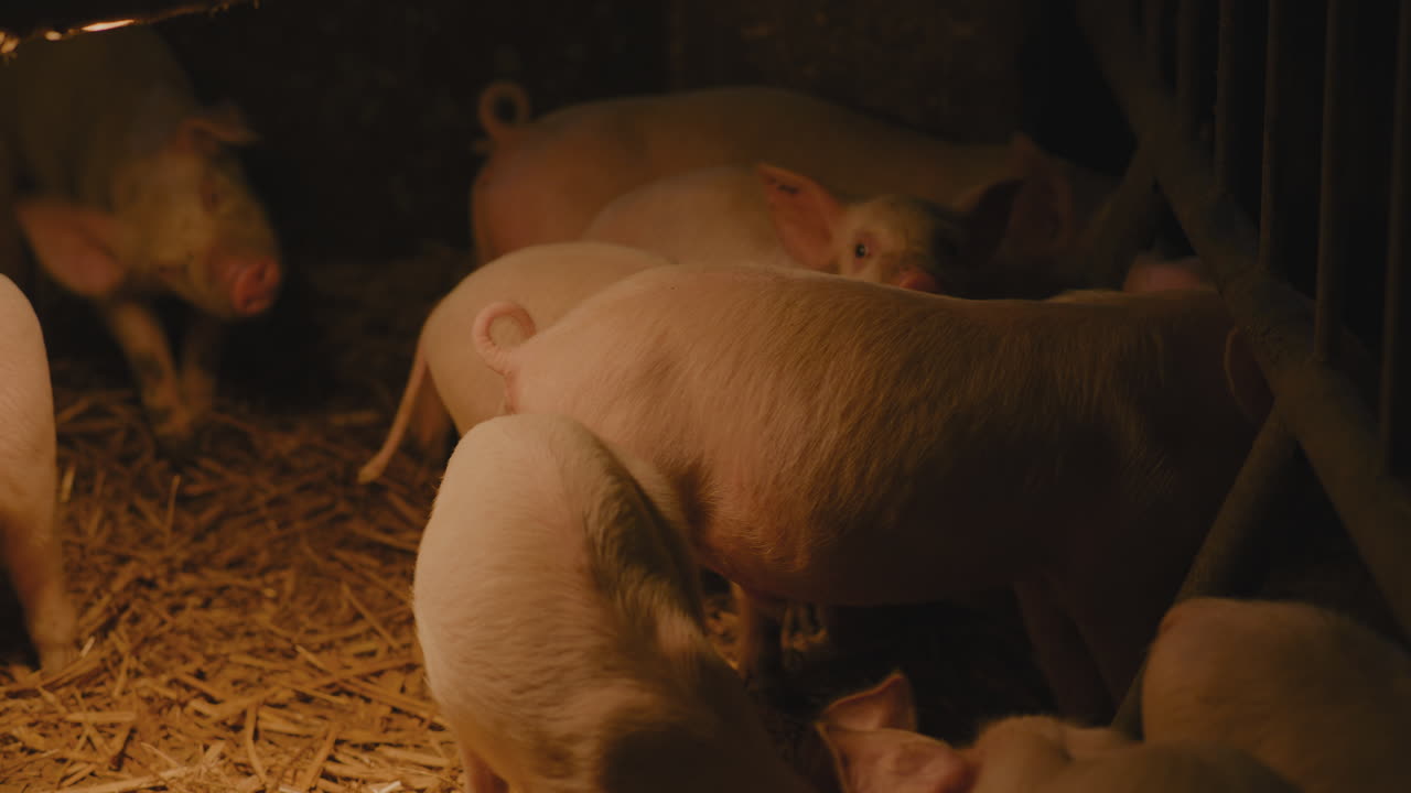 농장 창고에 있는 돼지 새끼
