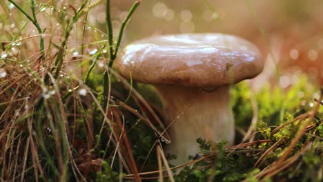 mushroom boletus in a sunny forest in the rain.