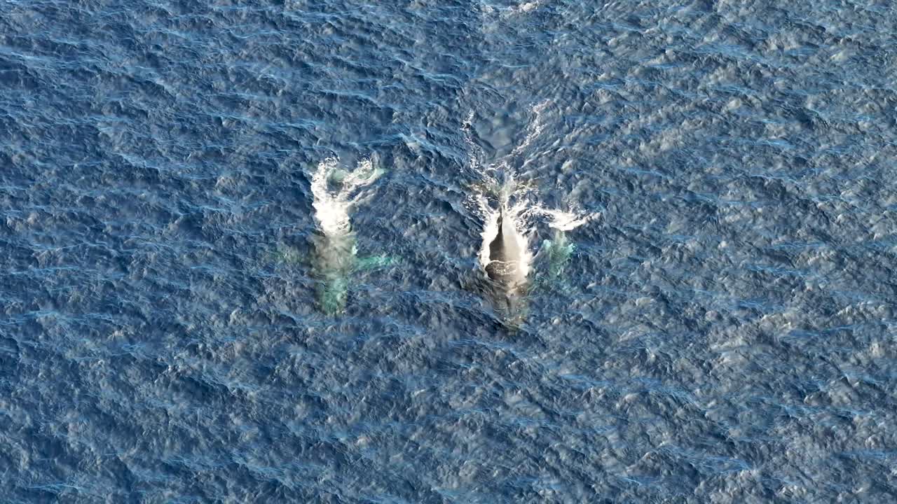 Humpback whales migrating to Tonga. Family spotted by drone. Vava'u Island, tropical waters.