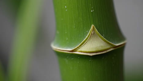 close-up of a vibrant green bamboo stalk