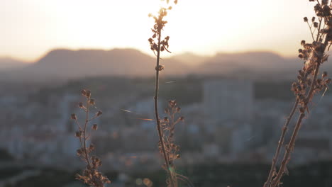 Planta-Seca-Contra-La-Ciudad-Y-El-Atardecer.