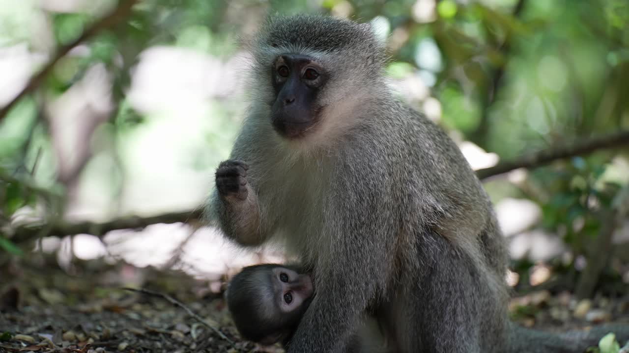 mono vervet madre y bebé en el bosque comiendo