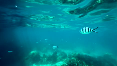 tropical fish near a snorkeler's boat in zanzibar, tanzania.