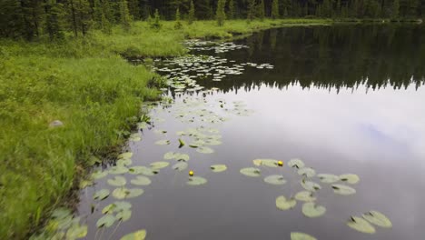 Luftaufnahme-Von-Seerosen-Und-Gras-Am-Ufer-Eines-Ruhigen,-Abgelegenen-Sees-An-Einem-Frühen-Sommermorgen-Im-Bighorn-National-Forest-In-Wyoming