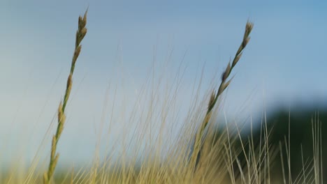 Cereal-field-with-green-cereal-stalks-and-morning-dew-close-up-two-crops