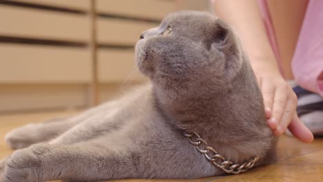 a person petting a gray cat