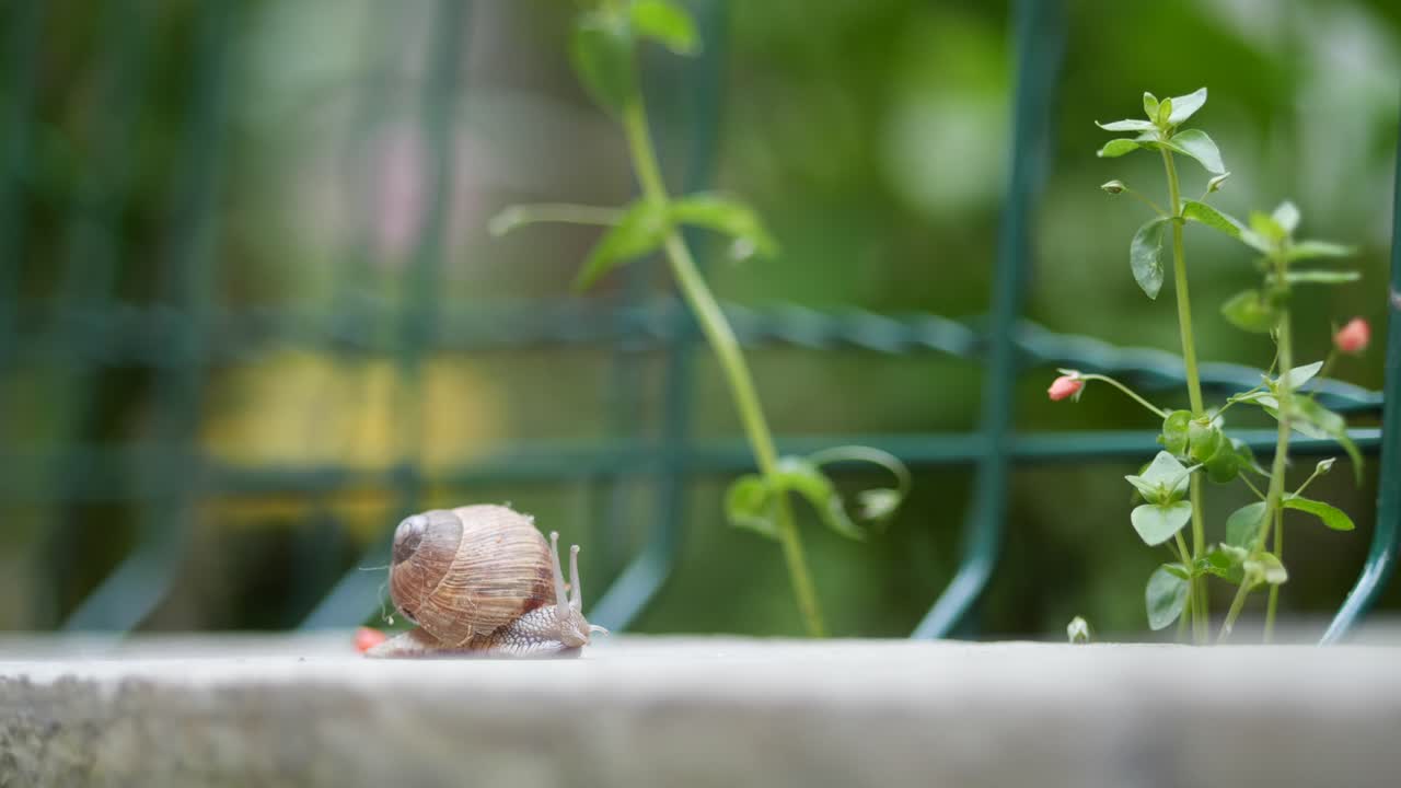 Sliding snail on asphalt, Macro shot