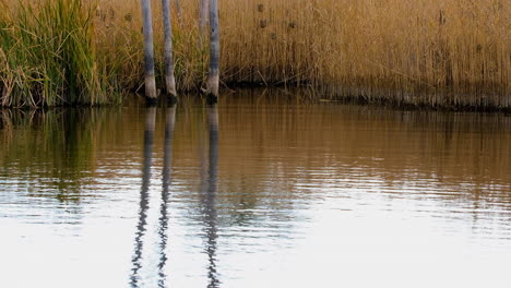 Friedliche-Bauernhofszene-Mit-Spiegelung-Im-Dammwasser-Und-Leichter-Brise,-Die-Das-Schilf-Wiegt