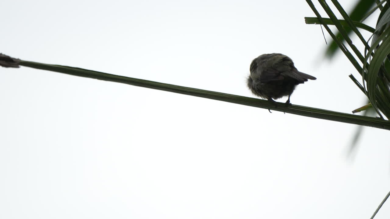 Vari uccelli tropicali, inclusi Tyrannus melancholicus e Turdus grayi, in natura