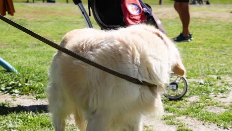 dog exploring park on a sunny day