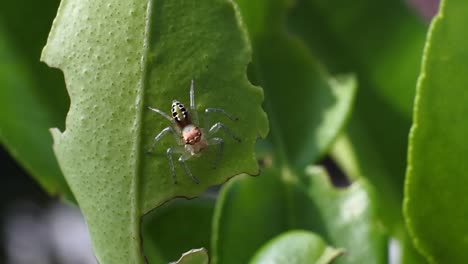 Kleine-Springspinne-Auf-Dem-Blatt-Der-Pflanze