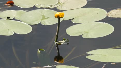 Schöne-Gelbe-Seerose-Mit-Großen-Grünen-Blättern-Am-Alten-Teil-Des-Rheins