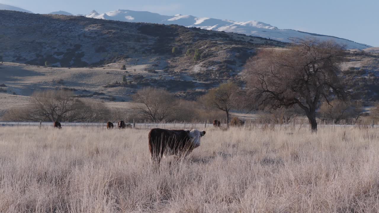 Close-up drone view of a highland cow under morning light in Patagonia, Argentina