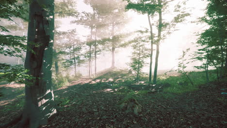 Sonnenstrahlen-In-Einem-Wald-An-Einem-Diesigen-Morgen