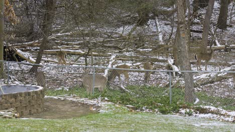 Various-deer-rummaging-for-food