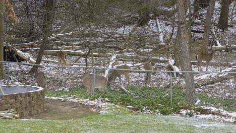 various deer rummaging for food