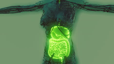 Cuerpo-Humano-Transparente-Con-Sistema-Digestivo-Visible