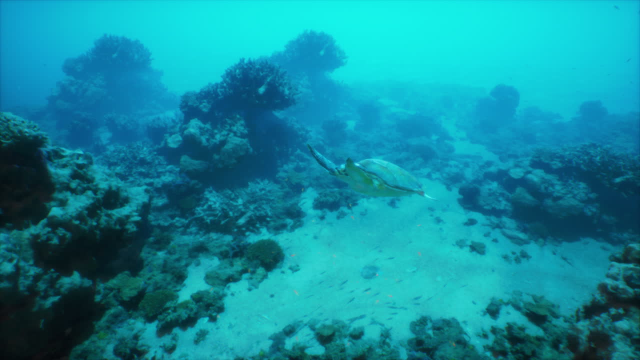 tortuga de mar verde nadando a través del arrecife de coral