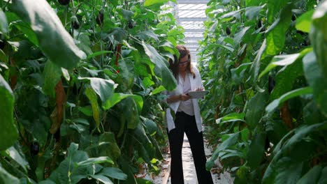 científico con tableta digital examinando plantas en el invernadero 4k