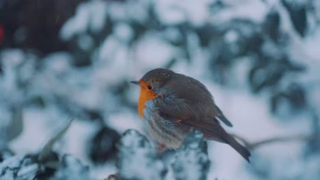 small cute robin perched on snow covered branch